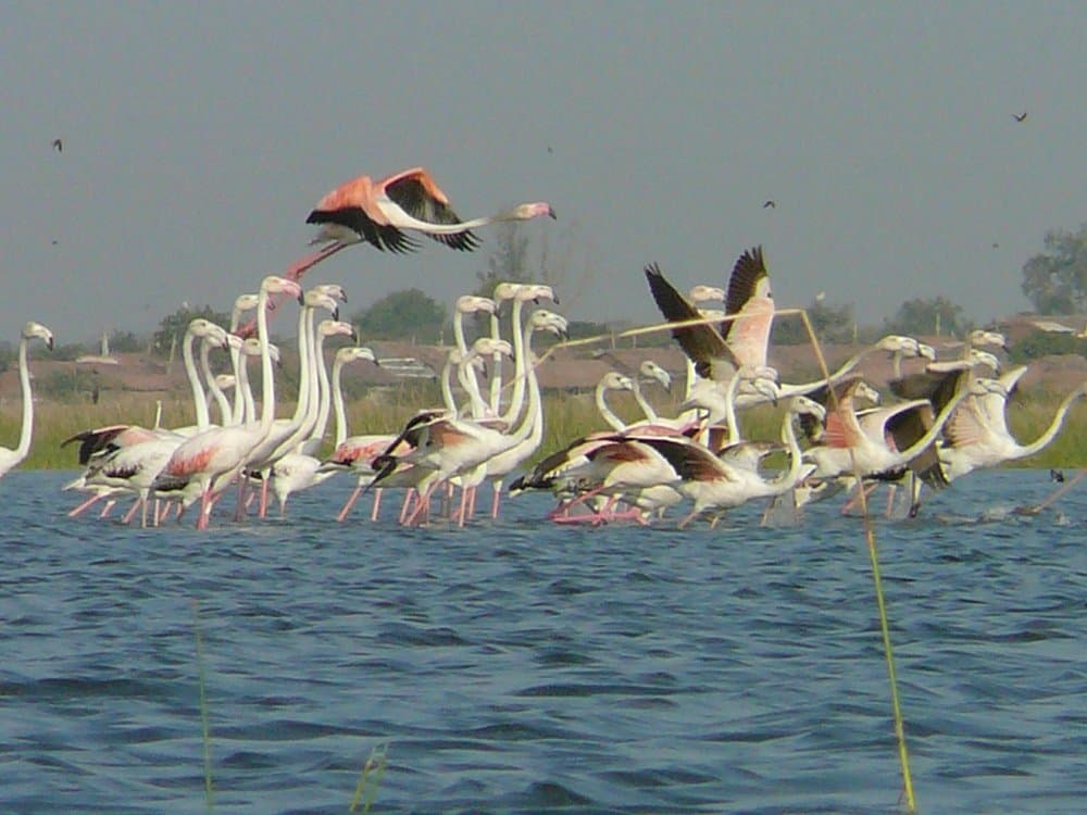 Ecstasy Gujarat Tour Package image 4