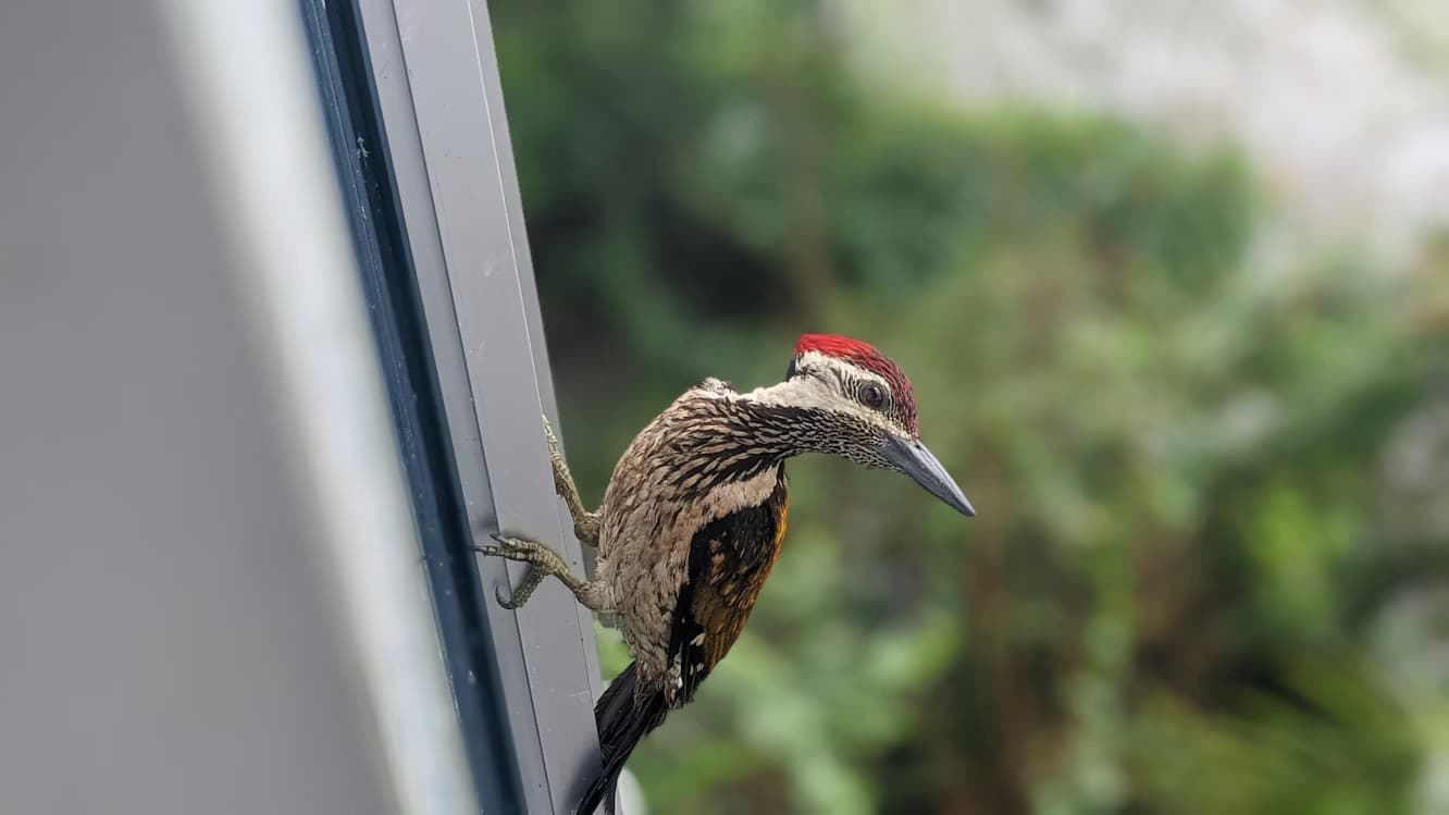 North East Charm Of Assam image 6